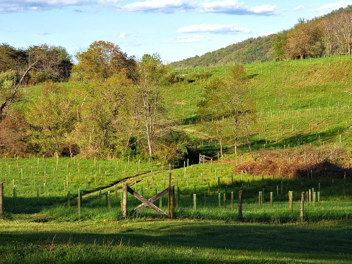 Walnut Run Farm Villa Woodville Bagian luar foto